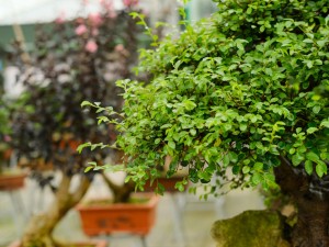 榆树的主要虫害及其防治