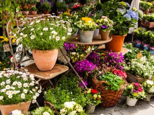 春兰叶尖干枯怎么办