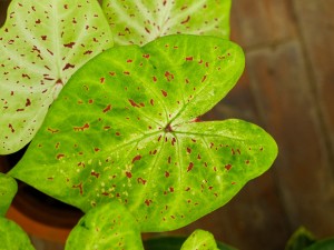 花叶芋叶子为什么长不大