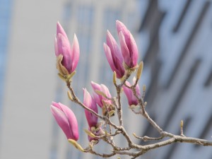 紫玉兰花期多长