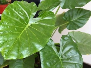 滴水观音叶子发黄是什么原因