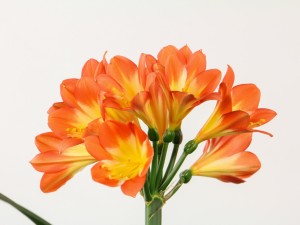 君子兰叶子不整齐怎么办