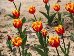 郁金香水培方法和注意事项