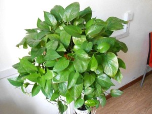 植物叶子发黄是什么原因？植物叶子变黄怎么办？