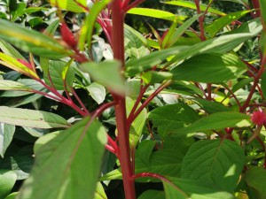 鸡冠花不开花怎么办