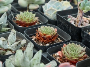 佛珠多肉烂了怎么办，喜水吗？