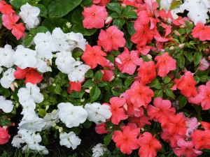 凤仙花的主要价值