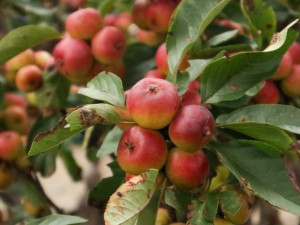 海棠是花还是树，海棠树花有几个品种