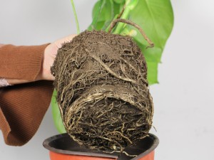 龟背竹叶子不开背正常吗，如何促使开背