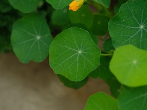 旱金莲怎么修剪