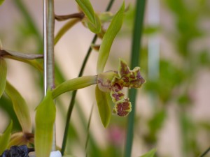 兰花换盆时怎么养