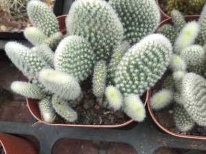 仙人掌黄叶的原因及处理办法