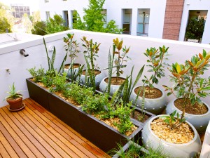 玉竹叶子发黄怎么办