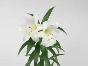 各种颜色百合花语，送人的含义是什么