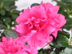 杜鹃不开花是什么原因