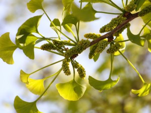 银杏树种植位置与风水（方位、禁忌）