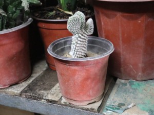 仙人掌的作用与功效