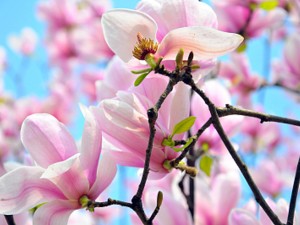 白兰花的家居风水作用