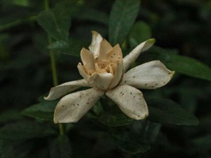 栀子花花语大全