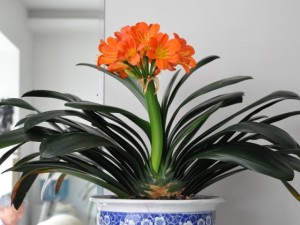 君子兰叶子发软下垂怎么办