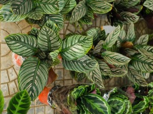 双线竹芋叶子发黄怎么办