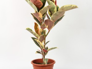 橡皮树掉叶子怎么回事