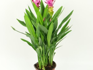 姜荷花黄叶的原因和处理办法