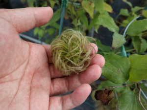 铁线莲为什么不开花