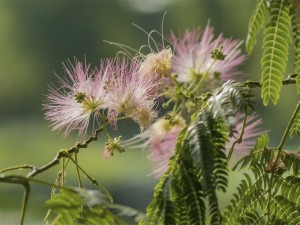 合欢花可以泡茶吗