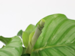 青苹果竹芋叶子下垂怎么办