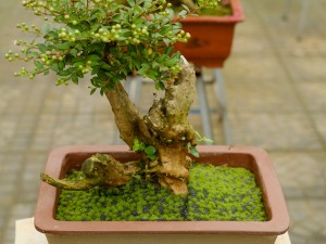 紫薇花的花语及传说