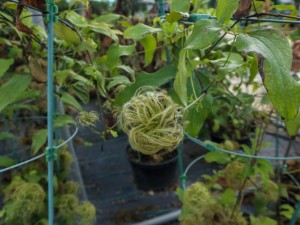 铁线莲叶子发黄怎么办