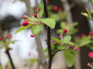 家里养海棠花不吉利真的吗