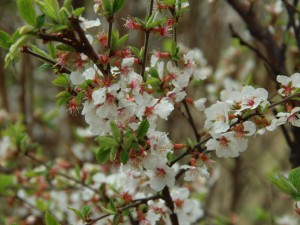 樱花不开花的原因有哪些