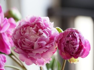 芍药花叶子发黄怎么办