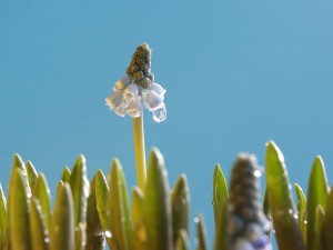 葡萄风信子的花语和传说