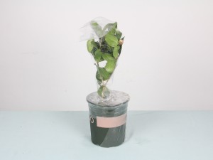 茶花叶子底部有黑点怎么回事