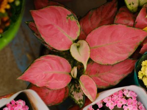 如意皇后开花预兆什么