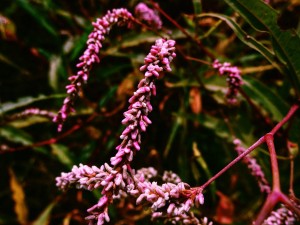 红蓼的花语和传说