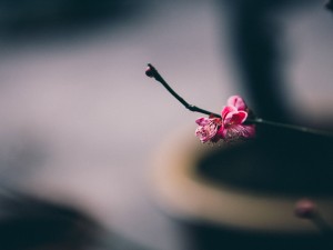 梅花的品质，梅花的象征意义是什么