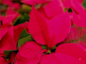 家中养一品红有什么好处