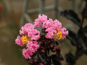 紫薇花的常见虫害及防治方法