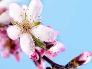 桃花的栽培方法