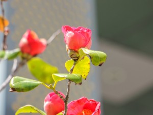 茶花的主要虫害及其防治