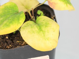 铁线莲的繁殖方法