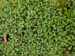 千叶吊兰可以水养吗