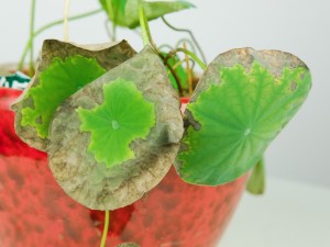 碗莲的土壤选择