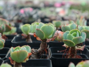 玉蝶黑腐了怎么办