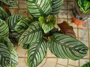 双线竹芋的叶子卷了怎么办