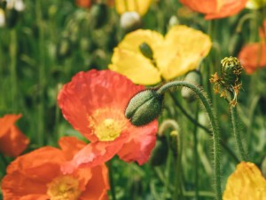 虞美人的叶子黄了怎么办